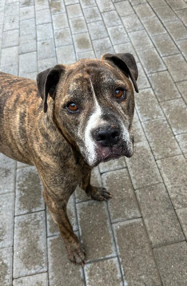 Thor  Pit Gentile